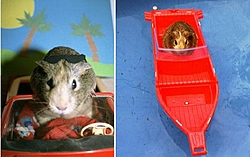 jcperf new boat-1guinea_pig11.jpg