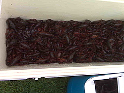 INActive Thunder-crawfish-1.jpg