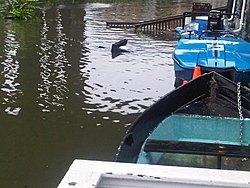 Sydwayz survived the storm.-duck-boats.jpg