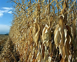 Thunder Run 2012-cornfield00644.jpg