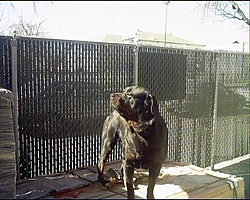 Apache Power-lb016.jpg