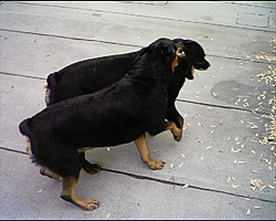 apache history..............-to005.jpg