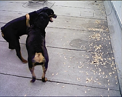 apache history..............-ft.jpg