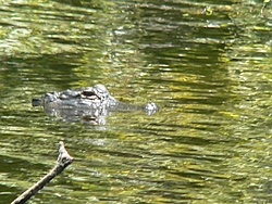 45 Apache-p1050309.jpg