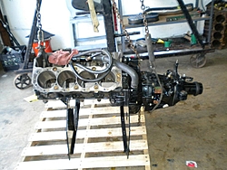 Hammerhead??-dscn0632.jpg