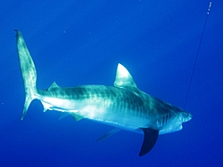 Caribbean Scenery and Fun!-tigershark_lr.jpg