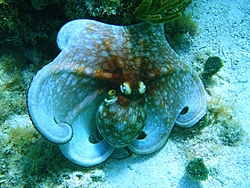 Caribbean Scenery and Fun!-octopus9-sm.jpg