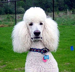 Jeffrey-poodle.jpg