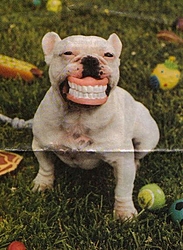 Couple Possibilities-dog.jpeg