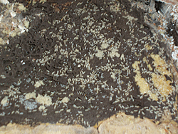 Termite formula 233-termite2.jpg