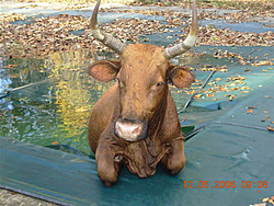 No bull-pool-bull.jpg