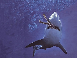 Jaws-shark-attack.jpg