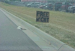 For those of you who are taking your pet cat to KW-freecat.jpg