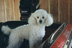 What TO look like after a day of boating!-poodle-boat.jpg