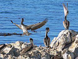Digital Cameras-fz20-pelicans.jpg