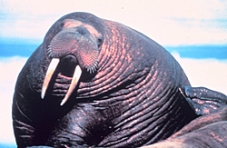 does anyone know how I can get one of these????-big-fat-walrus.jpg
