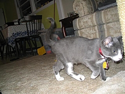 O/T free kitten to good home in Sarasota-img_0156-small-.jpg