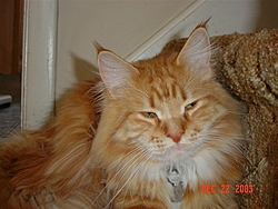 O/T free kitten to good home in Sarasota-tiger%5B1%5D.jpg