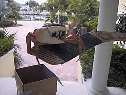 Life in Florida...-crab6.jpg