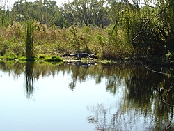 Life in Florida...-aligator.jpg