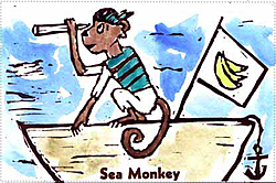 OSS-Cat = Rhesus monkeys?-seamonkeyd.jpg