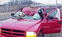 OT:  Anyone else been deer hunting with their vehicle this year??-deer-vs-durango.jpg