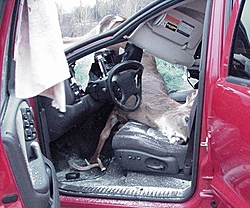 OT:  Anyone else been deer hunting with their vehicle this year??-deer-vs-durango-3-.jpg