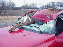 O.T.  Deer &amp; Durango-deer-pic.jpg