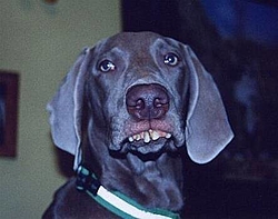 My dependent needs braces-dog.jpg