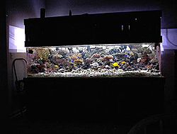 Salt Water Reef Tanks-dsc00015.jpg