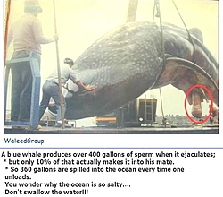Why you shouldn't swallow ocean water!-whale.jpeg
