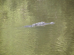 eustis lake-p5083006-.jpg