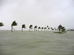 Florida Key's under water ?????-1024_rooseveltpalms_lg.jpg