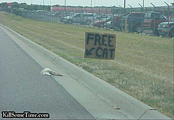 Cat spotted on Florida Turnpike-free-cat.jpg