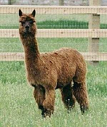 LLama Racing Explained "SortA"-illpackya.jpg