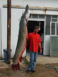 For the Lake Champlain guys... &quot; Champ &quot; spotted in video ??-alligator-garsml.jpg