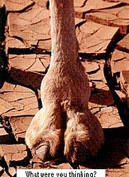 Big Camel  Toe-cameltoe-huff.jpg