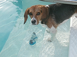 A tribute to my little Beagle, Sammy,-p1010142.jpg