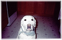 One of my Labs has cancer-savannah1.jpg