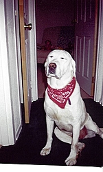 One of my Labs has cancer-savannah.jpg