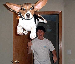Cat Killer !-dog-attack.jpg