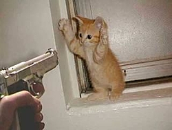 Cat Killer !-cat-burgaler.jpg