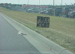 Was this the CAT that Reggie killed?-free-cat%5B1%5D.jpg