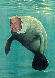 Manatee's are coming Jerzey Boyz!-manatee.jpg