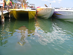 Manatees and Powerboats Unite-img_2423.jpg