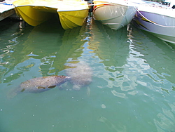 Manatees and Powerboats Unite-img_2424.jpg