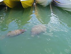 Manatees and Powerboats Unite-img_2426.jpg