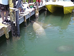 Manatees and Powerboats Unite-manatees-1.jpg