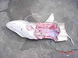 Using a 6 Foot Shark as bait-shark-jpeg.jpg