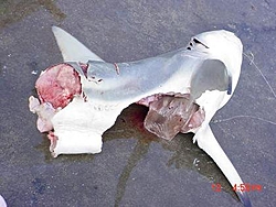 Using a 6 Foot Shark as bait-shark-jepeg-5.jpg